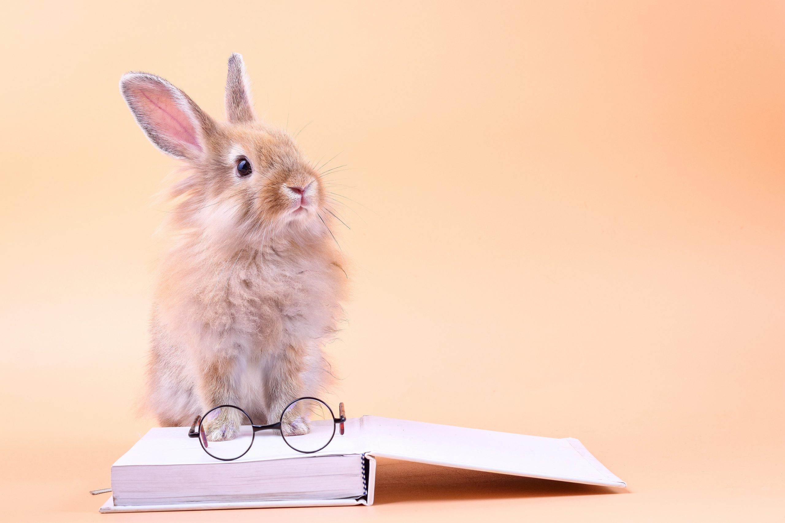 Cute rabbit sitting on a white book with glasses placed. Easter holiday
